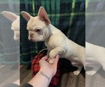 Puppy Fester French Bulldog