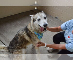 Huskies -Unknown Mix Dogs for adoption in McKinney, TX, USA