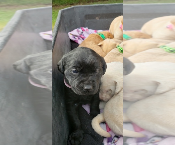 Medium Photo #9 Labrador Retriever Puppy For Sale in OLYMPIA, WA, USA