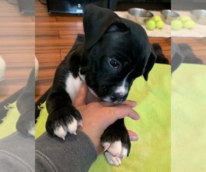 Boxer Puppy for sale in CALEDONIA, NY, USA