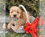 Small Photo #2 Cockapoo (Miniature) Puppy For Sale in MIDDLEBURY, IN, USA