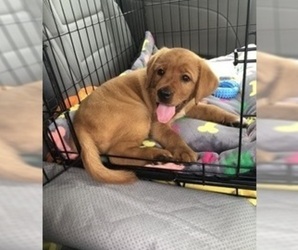 Labrador Retriever Puppy for sale in TAYLORVILLE, IL, USA