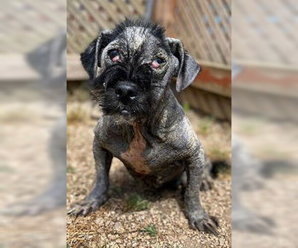 Medium Photo #4 Mutt Puppy For Sale in Pacolet, SC, USA