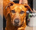 Small #3 Labrador Retriever Mix