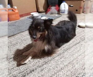 Mutt Dogs for adoption in Dublin, OH, USA