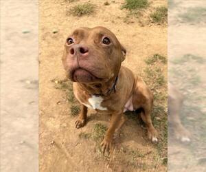 American Pit Bull Terrier Dogs for adoption in Derwood, MD, USA