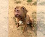 *EPOXY - Female American Pit Bull Terrier Dog for Adoption - Small photo