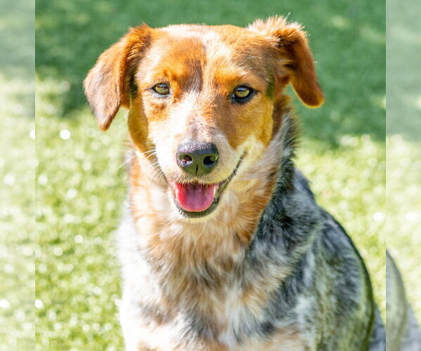 Medium Photo #4 Mutt Puppy For Sale in Hilton Head, SC, USA