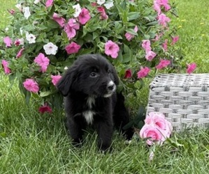 Bernese Mountain Dog Puppy for sale in THORP, WI, USA