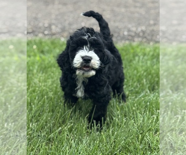Medium Photo #1 Miniature Bernedoodle Puppy For Sale in LONGMONT, CO, USA