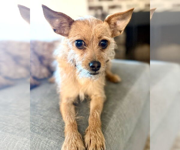 Medium Photo #8 Mutt Puppy For Sale in Corona, CA, USA