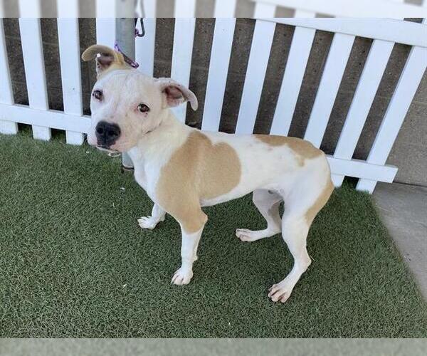 Medium Photo #1 American Pit Bull Terrier-Unknown Mix Puppy For Sale in Modesto, CA, USA