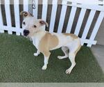 Small American Pit Bull Terrier Mix