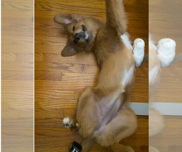 Medium Photo #4 Golden Pyrenees Puppy For Sale in Grafton, WI, USA