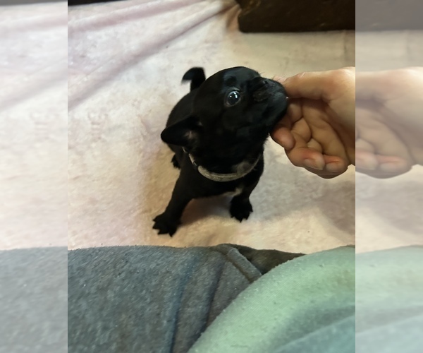 Medium Photo #17 Frenchie Pug Puppy For Sale in BLOOMINGTON, IL, USA