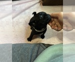 Small Photo #17 Frenchie Pug Puppy For Sale in BLOOMINGTON, IL, USA