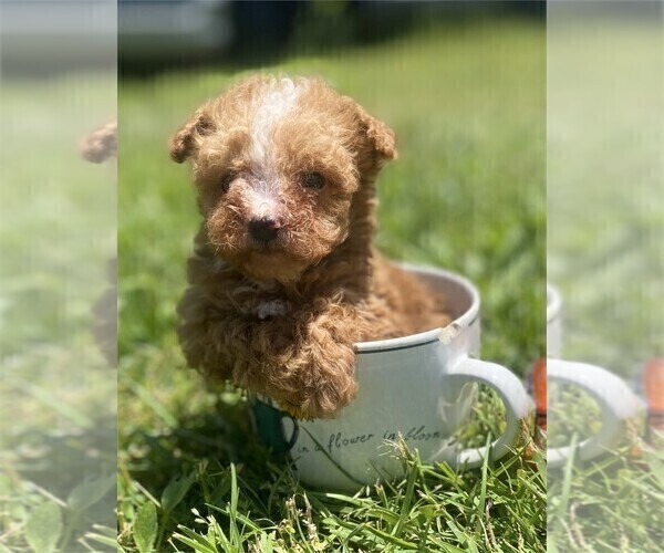 Medium Photo #1 Poodle (Toy) Puppy For Sale in WEST PALM BEACH, FL, USA