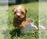 Small Poodle (Toy)