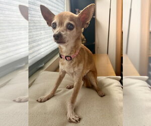 Chihuahua-Unknown Mix Dogs for adoption in San Francisco, CA, USA