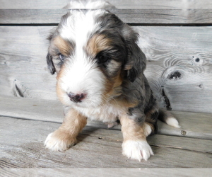 Miniature Bernedoodle Puppy for sale in MILLERSBURG, OH, USA