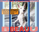 Small Photo #2 Shollie Puppy For Sale in Sebec, ME, USA