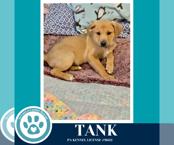 Medium Photo #7 Border Collie-Unknown Mix Puppy For Sale in Kimberton, PA, USA