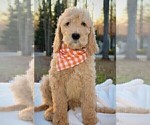 Small Photo #10 Goldendoodle Puppy For Sale in TIMBERLAKE, NC, USA