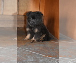 Small Photo #12 Pom-Shi Puppy For Sale in DINWIDDIE, VA, USA