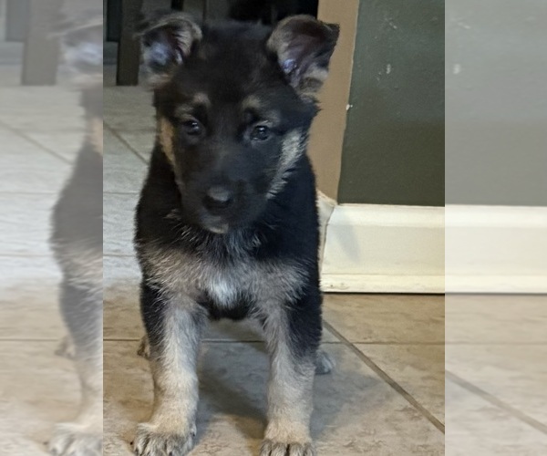 Medium Photo #1 German Shepherd Dog Puppy For Sale in SEAGROVE, NC, USA