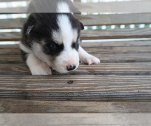 Siberian Husky Puppy for sale in JACKSON, MI, USA