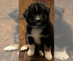 Small Photo #16 Australian Shepherd Puppy For Sale in MERCER, WI, USA