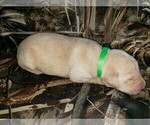 Small Photo #2 Labrador Retriever Puppy For Sale in CORDELE, GA, USA