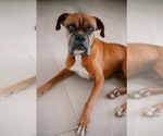 Small Boxer