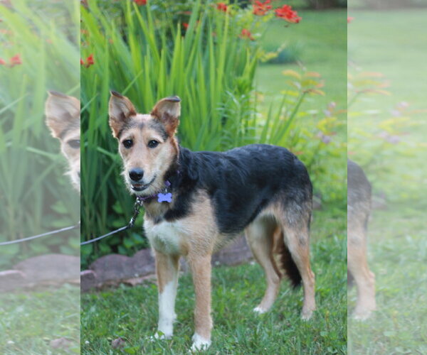 Medium Photo #3 Airedale Terrier-Collie Mix Puppy For Sale in Cookeville, TN, USA