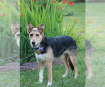 Small #2 Airedale Terrier-Collie Mix
