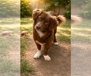 Australian Shepherd-Unknown Mix Dogs for adoption in Phoenix, AZ, USA