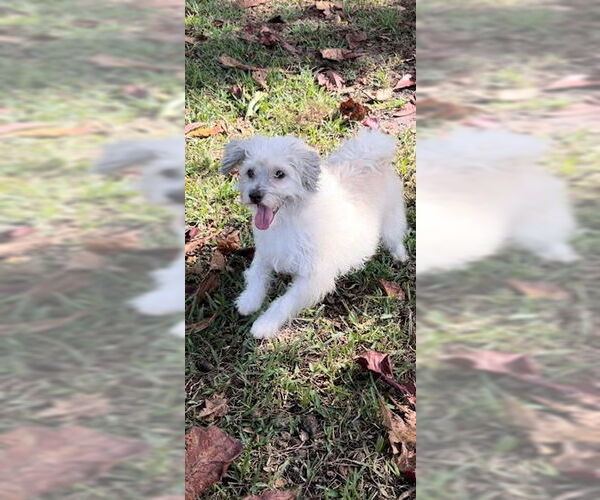 Medium Photo #7 Mal-Shi Puppy For Sale in Weston, FL, USA