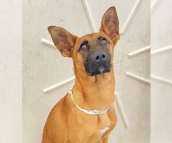 Medium Photo #7 German Shepherd Dog-Unknown Mix Puppy For Sale in San Diego, CA, USA