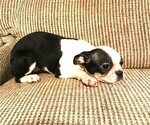 Small Photo #4 Boston Terrier Puppy For Sale in INVERNESS, FL, USA