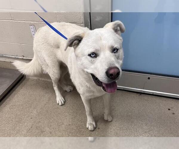 Medium Photo #1 Siberian Husky-Unknown Mix Puppy For Sale in Grand Prairie, TX, USA