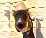 261487  Strawberry Shortcake - Female American Pit Bull Terrier-Unknown Mix Dog for Adoption - Small photo