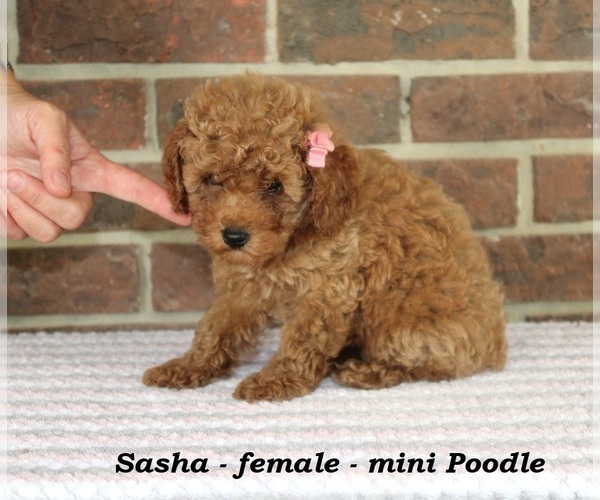 Medium Photo #2 Poodle (Toy) Puppy For Sale in CLARKRANGE, TN, USA