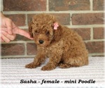 Small #1 Poodle (Toy)