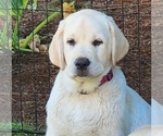 Small Photo #2 Labrador Retriever Puppy For Sale in LACEY, WA, USA