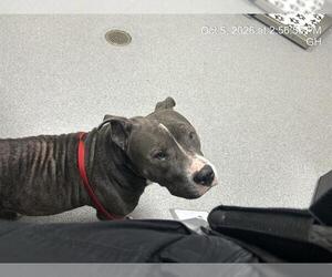 American Pit Bull Terrier Dogs for adoption in Ocala, FL, USA