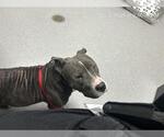 LUNA - Female American Pit Bull Terrier Dog for Adoption - Small photo