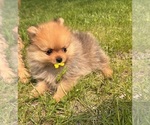 Small #2 Pomeranian