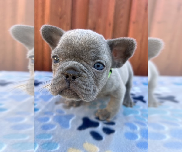 Medium Photo #2 French Bulldog Puppy For Sale in SACRAMENTO, CA, USA