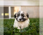 Wendy - Female Zuchon Puppy for Sale - Photo #3