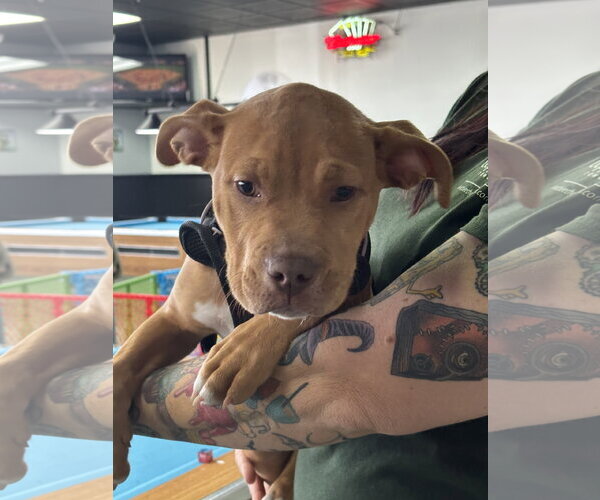 Medium Photo #10 American Staffordshire Terrier-Unknown Mix Puppy For Sale in Holly Springs, NC, USA